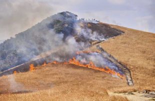 2026年度河内峠烧荒观赏！